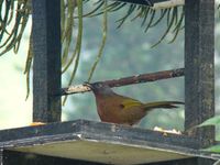 Write here...Chestnut-crowned laughingthrush is found in upper montane only.