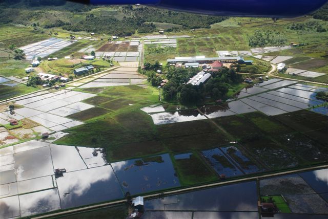 Longhouse in middle surrounded by rice fields.