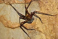 Female Huntsman spider with egg sacks.