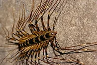 Giant centipede grows up to 15cm.