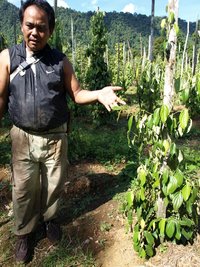Frankie shows how pepper grows.