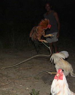 Red in tooth and claw.It was a game of tactics, with neither fighter making a move. The black one jumped at the white, crashing down on his foe and sending a fountain of feathers into the air. The war was over.