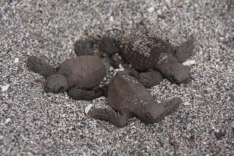 Baby turtles at the Amanwa Resort.