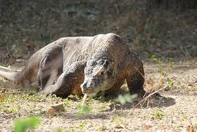 A Komodo Dragon on the prowl.