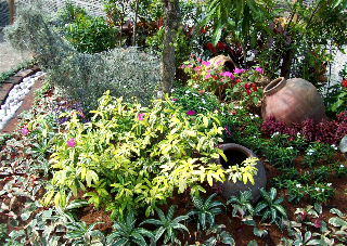 Ferns and foliage