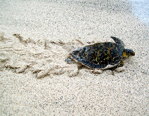 The marine turtle rescued by Pedro