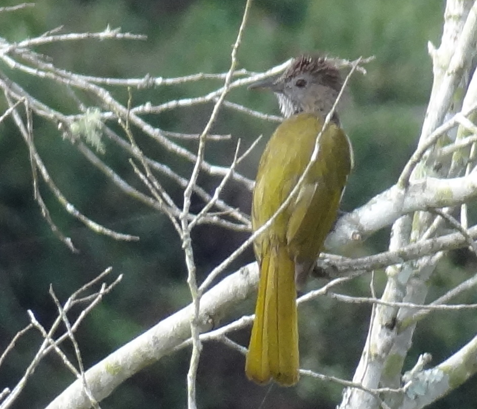Mountain Bulbuls are a common sight in Cameron Highlands, which has listed 177 bird species.