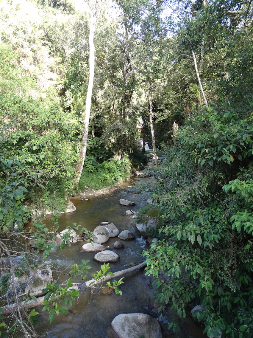 Walking along the stream of Parit Waterfall (Path 4) in Cameron Highlands is a treat for bird watchers.