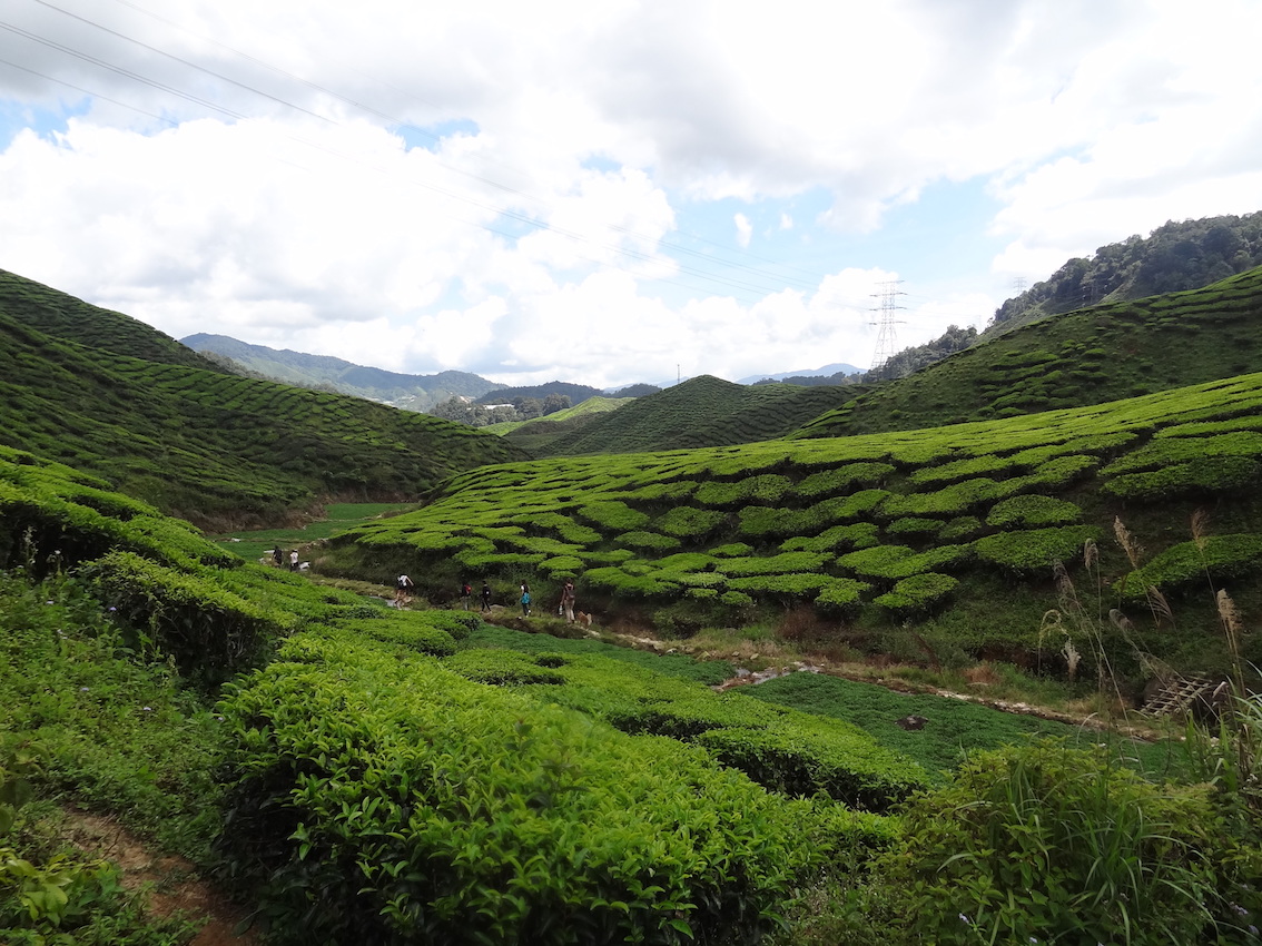 Drink tea and walk among the tea shrubs after a descent from Gunung Jasar (Path 10) and learn about the world of tea in Cameron Highlands.