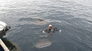 A diver enjoying a moment as a whale shark sandwich
