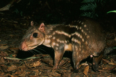 Belize offers some amazing wildlife - that only comes out at night in some cases