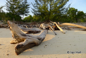 Anything from driftwood to old tyres was considered as usable resource for the new village learning centre