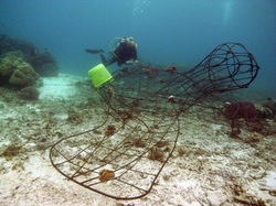 A turtle-shaped Biorock structure just laid down and being transplanted with coral fragments