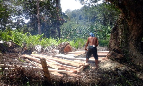 An old tree in Kinuskasan, Bansalan, Davao del Sur is cut and harvested for the building of a new house. Tree farming amidst other crops in the Philippines has agricultural potential and can help repair denuded mountains as well.