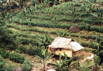 Here's an example of a CAT system where banana trees are grown between rows of trees planted along the contour of sloping lands.