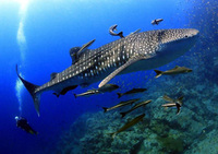 Whale shark finds the 'groomers' indispensable . Photo by Dr Siak.