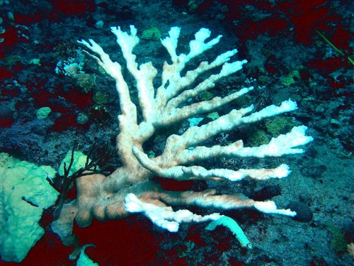 Coral bleaching has intensified in many parts of the world, including Singapore.