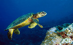 Green Sea Turtle