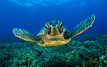 Hawksbill Turtle (Eretmocheyles imbricata)