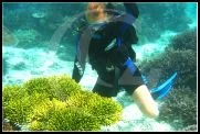 New corals equal new fish life