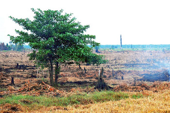 The haze in 2013 was exacerbated by the burning of peatland in addition to forest fires in the Riau province of Indonesia. Picture: CIFOR/flickr