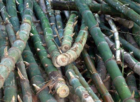 Versatile bamboo poles.