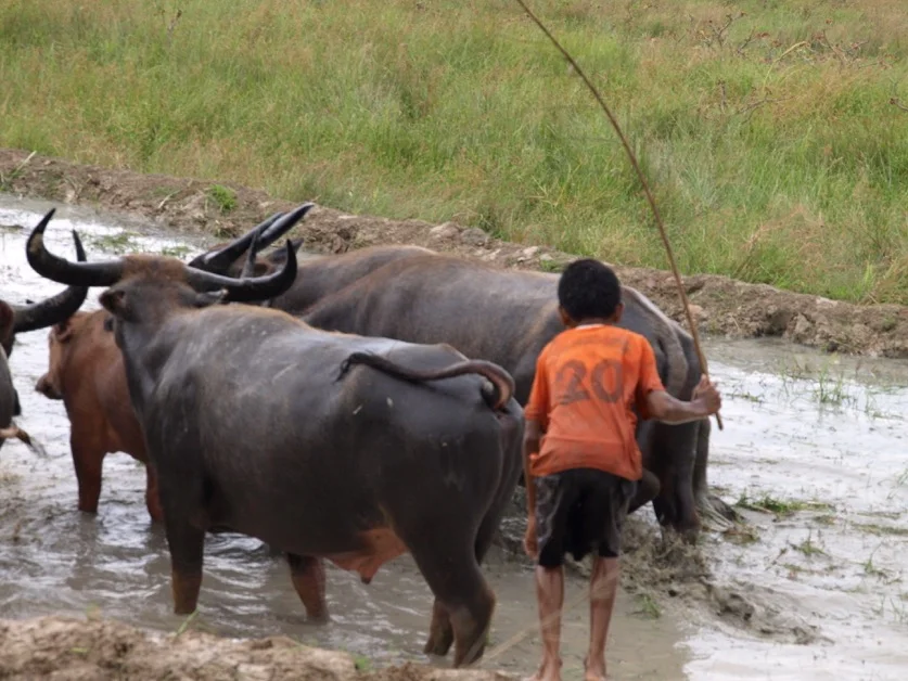 Rice paddies and fertilisers account for methane and nitrous oxide emissions, particularly for South Asia's emissions of these gases - Dr. Anita Ganesan. Photo by Jeremy Torr.