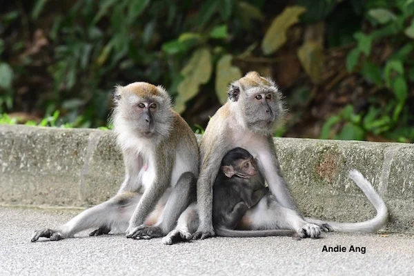 Human animal conflict in Singapore involve the native long-tailed macaques. 