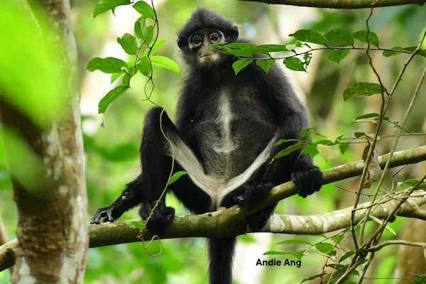 Roots & Shoots in Singapore & other conservation groups act to protect the critically endangered banded leaf monkey from dwindling even further.