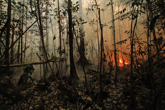 The deliberate torching and burning of nature reserves and primary forests such as this Sabangau forest in 2015 continue year after year in spite of many measures. Switching to supporting ethical producers will send a clear signal on what people really want. Pic: Bernat Ripoll Capilla