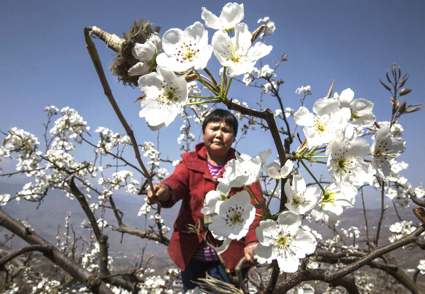 Chinese farmers pollinate by hand to ensure a decent fruit crop. ( Huffington Post )
