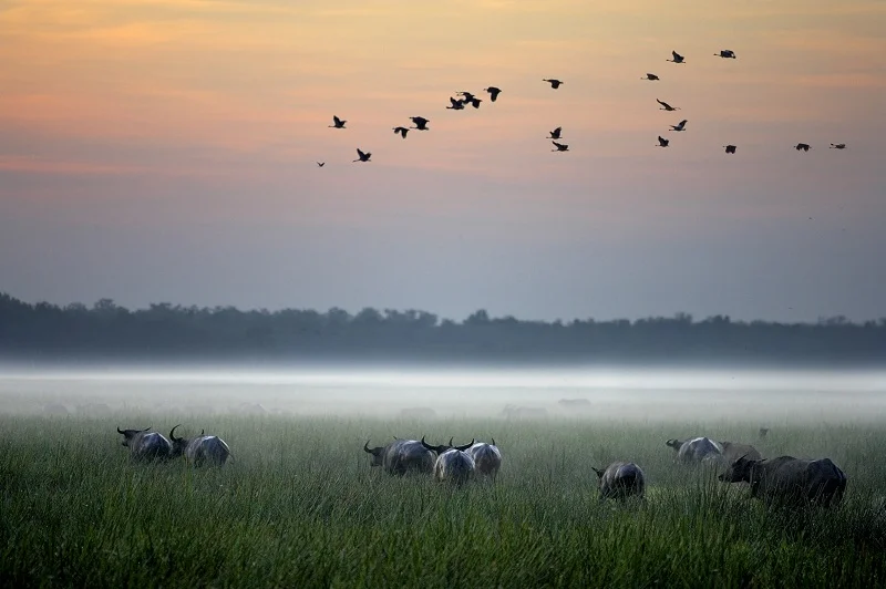 Bamurru buffaloes at the Sampan River joining the scenic landscape full of wildlife.