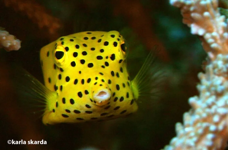 Diving Off Season at Koh Lanta, Thailand Brings On Smiles