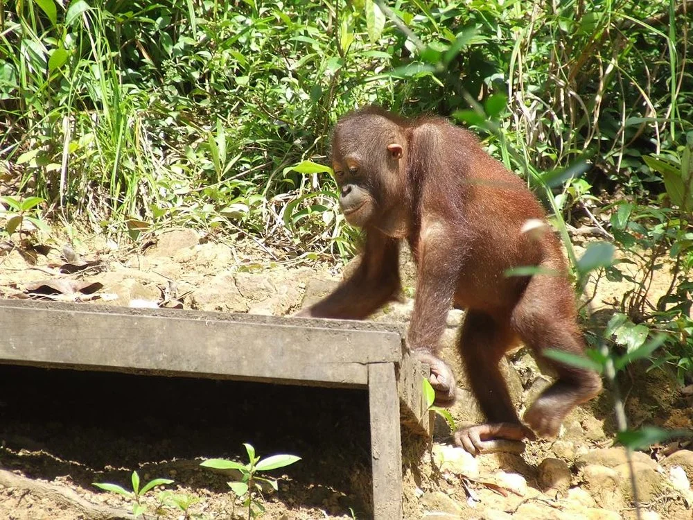 Borneo Orang Utans Get Second Chance in Resort's Nature Park