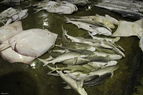 Singapore Second Largest Shark Fin Trader, Greater Traceability Needed