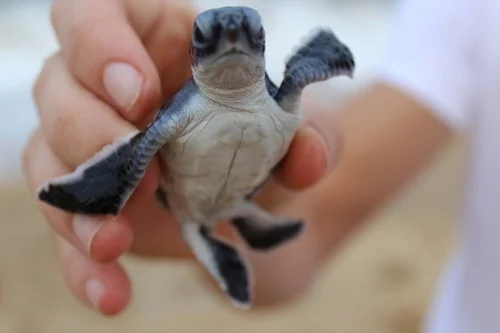 Turtle Sanctuary hatchlings are given a helping hand to find the sea - without being eaten on the way.