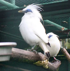 These Bali Starlings were part of Sarinbuana Eco Lodge's breeding programme
