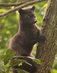 The lubak or civet is a resident of Bali and can be found in the nature reserves there