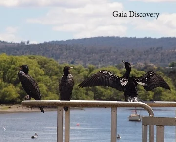 Black cormorants and pelicans abound at Tailrace Park, Launceston. Photo by Mallika Naguran.
