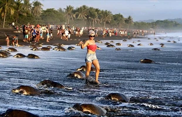 Breeding turtles on Ostional Beach run a gauntlet of selfie surfers. Courtesy Costa Rica Ministry for Environment and Energy.