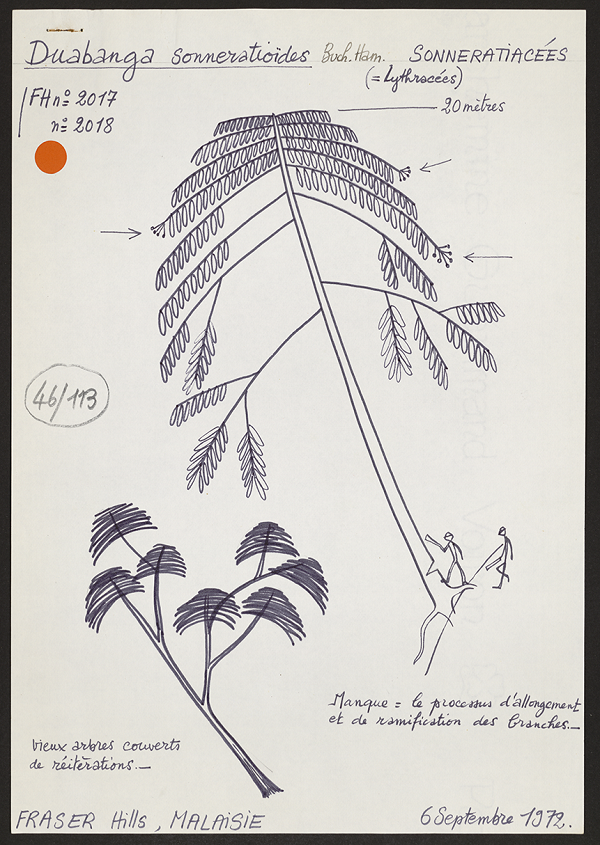 Botanical Notes reveal the works of botanist Francis Halle at Voilah! 2018. Courtesy Francis Halle.