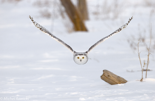The grace, beauty and fragility of nature captured in Touched by the Cold exhibition by Michel Rawicki.