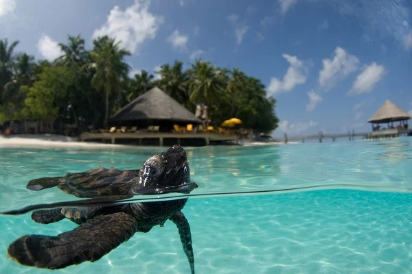 Responsible hospitality practices such as rejecting single use plastic will benefit marine life in places such as Angsana Ihuru. Courtesy Banyan Tree Group.