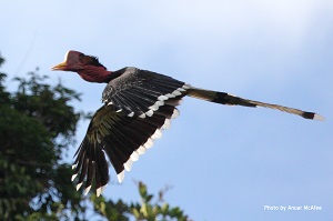 Helmeted Hornbills need protection. Image by Anuar McAfee