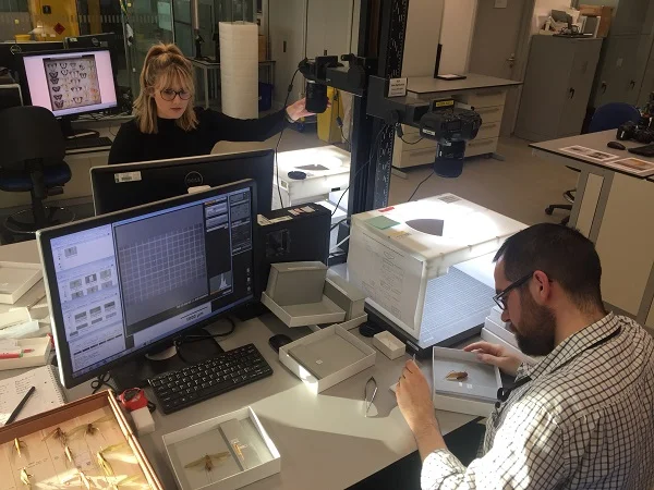 Digitisation of insects from Malaysia underway at the British Natural History Museum - those that were described by Sir Alfred Wallace, and more