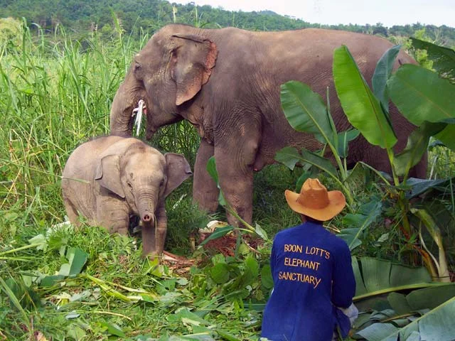 Local mahouts work closely with the elephants, without cruelty. Courtesy BLES.