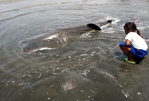 A dead shark found near Tagum City, Philippines. Courtesy Darrel Blatchley.