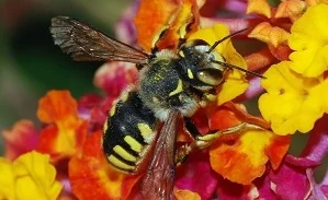 Cuba’s bees dine on an extraordinary range of unadulterated flowers and nectar. Courtesy Wikipedia.