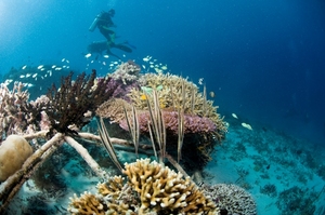 Biorock gives coral reefs a chance to bounce back. Thomas Goreau will be explaining how at 2018 Global Eco Asia-Pacific Conference. Courtesy GCRA