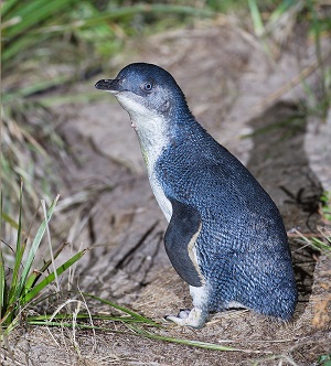 The little penguin colony on Gabo Island is the world’s biggest. Courtesy Wikipedia.